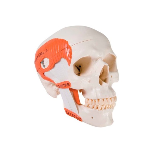 3B Anatomical Model - Functional Skull, 2-Part with Masticator Muscles